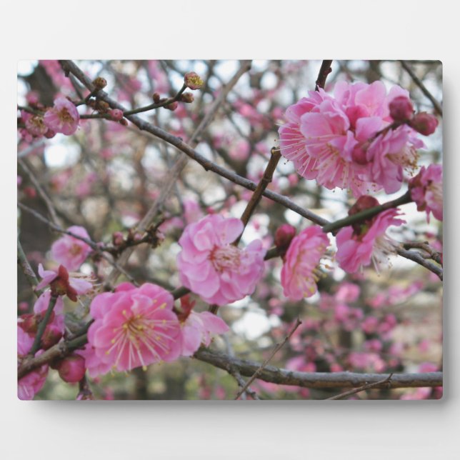 Pink Cherry Blossom / Sakura / サクラ（桜) Plaque (Front)