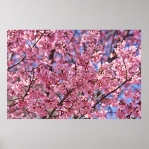 Pink Cherry Blossom Sky Poster