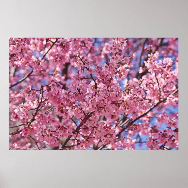 Pink Cherry Blossom Sky Poster (Front)