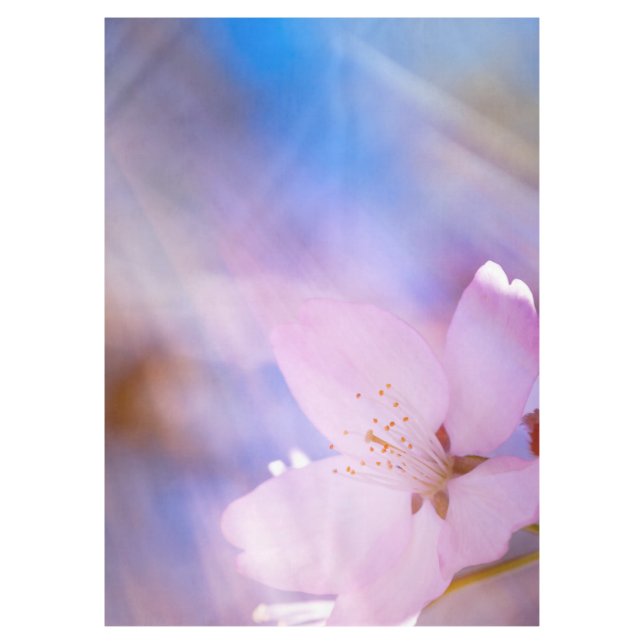 Pink cherry blossom tablecloth (Front)