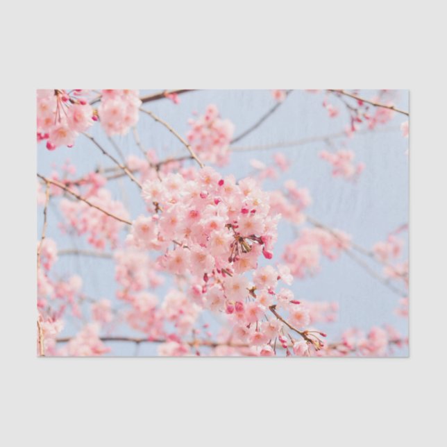 Pink Cherry Blossom Tissue Paper (Front)