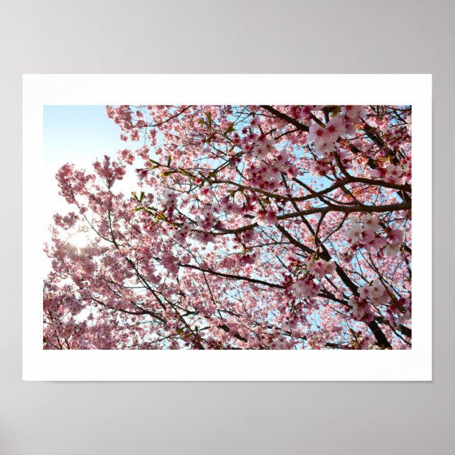 Pink Cherry Blossom: Tokyo, Japan Poster (Front)