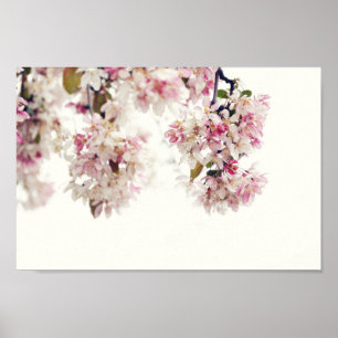 Pink Cherry Blossom Tree Flower Photo Poster