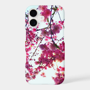Pink Cherry blossoms