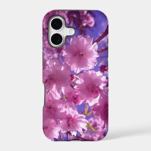 Pink Cherry Blossoms