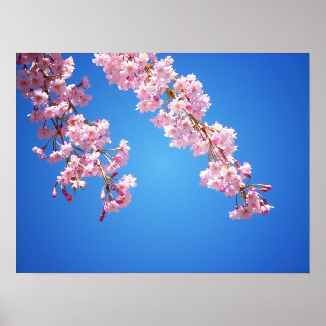 Pink Cherry Blossoms Against A Blue Sky, Medium Poster (Front)