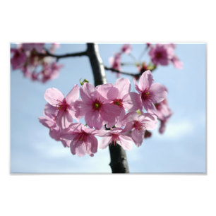 Pink cherry blossoms and light-blue sky photo print
