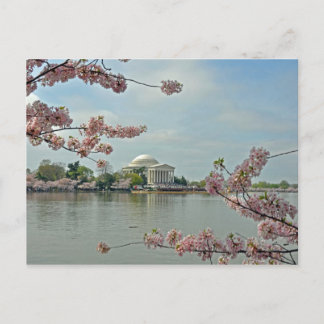 Pink Cherry Blossoms and the Jefferson Memorial Postcard