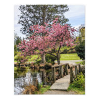 Pink Cherry Blossoms and Wooden Footbridge