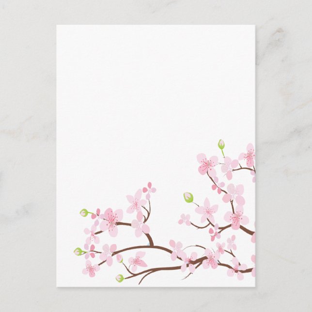 Pink Cherry Blossoms Blank Postcard (Front)