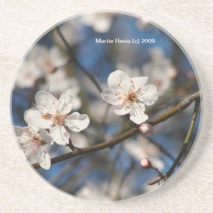 Pink Cherry Blossoms - Coaster
