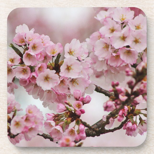 Pink Cherry Blossoms Coaster Set (Front)