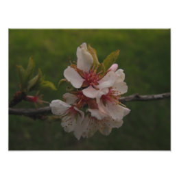 Pink Cherry Blossoms Floral Photo
