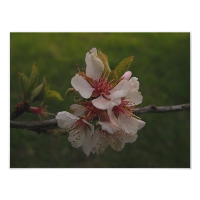Pink Cherry Blossoms Floral Photo Print (Front)