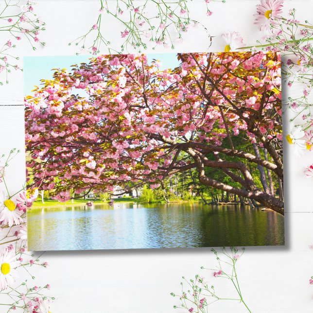 Pink Cherry Blossoms In Full Bloom Postcard (Creator Uploaded)