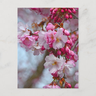 Pink cherry blossoms postcard
