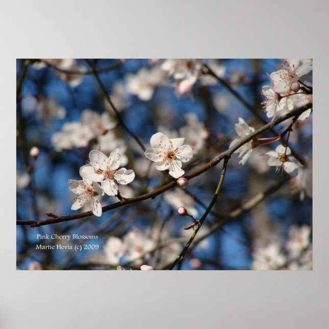 Pink Cherry Blossoms Poster (Front)