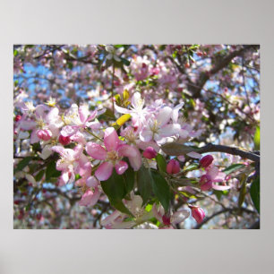 Pink Cherry Blossoms Poster