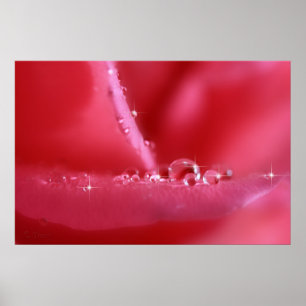 Pink Cherry rose Poster