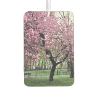 Pink Cherry Tree Blossom Springtime New York City