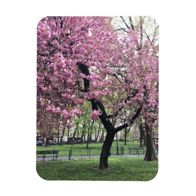Pink Cherry Tree Blossoms Springtime New York City Magnet (Vertical)