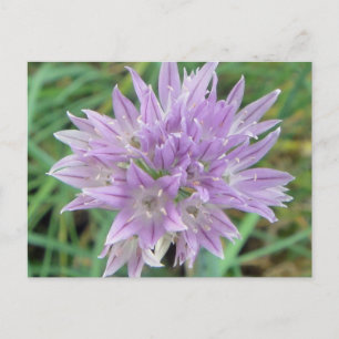 Pink Chive Flowers Allium Schoenoprasum Postcard