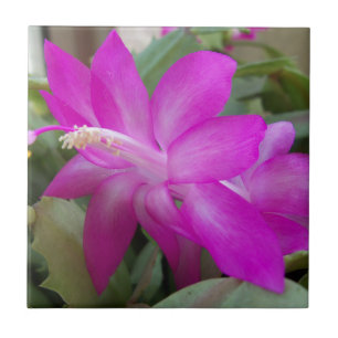 Pink Christmas cactus bloom Tile