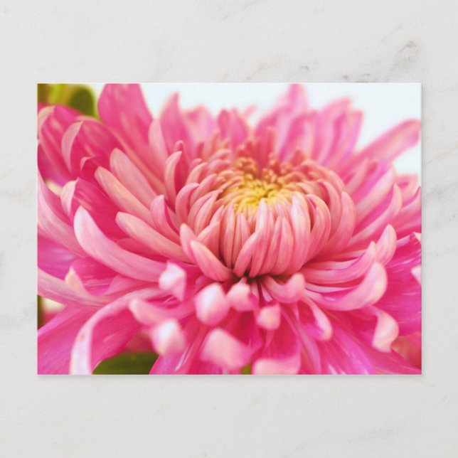 Pink Chrysanthemum Flower Postcard (Front)
