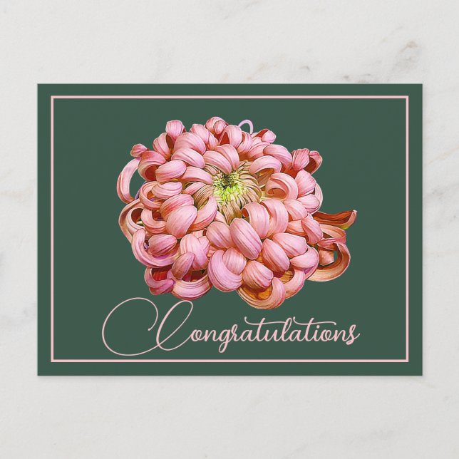 Pink Chrysanthemum Green Backdrop Congratulations Postcard (Front)