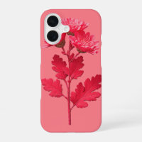 Pink Chrysanthemum