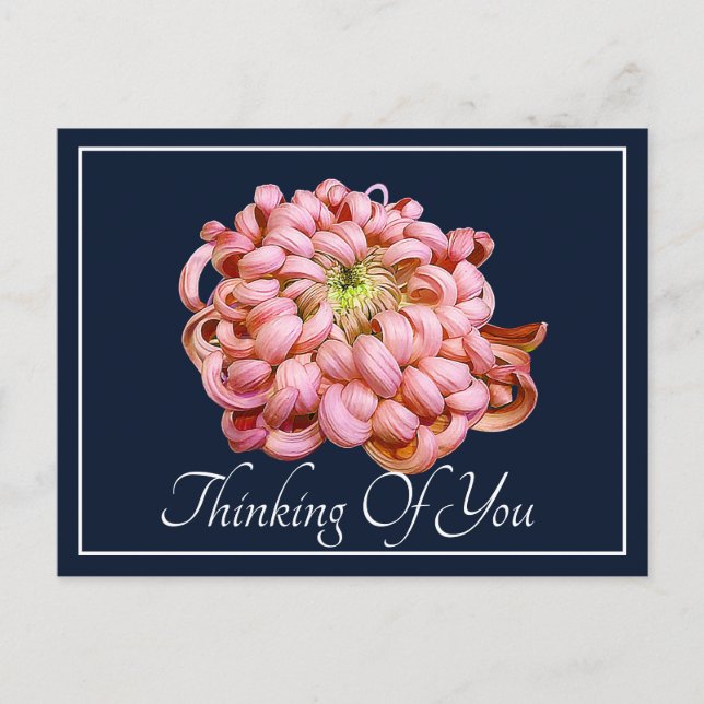 Pink Chrysanthemum Navy Background Thinking Of You Postcard (Front)