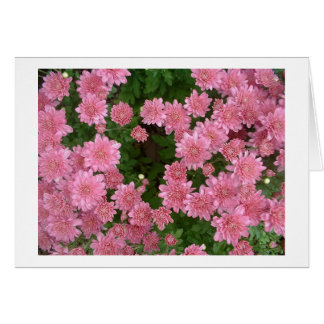 Pink Chrysanthemums