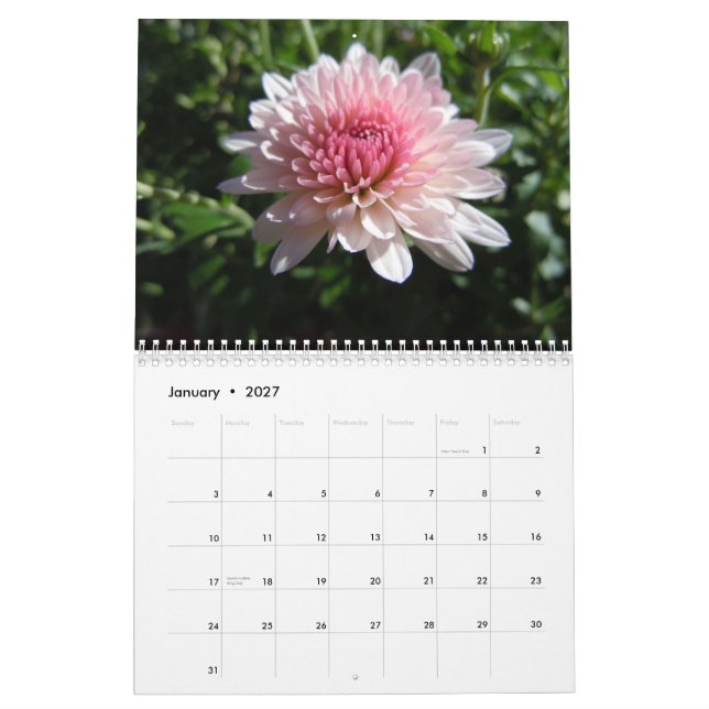 Pink Chrysanthemums, A 2012 Calendar (Jan 2027)