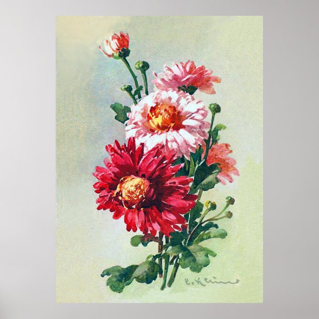 Pink Chrysanthemums by Catherine Klein Poster (Front)