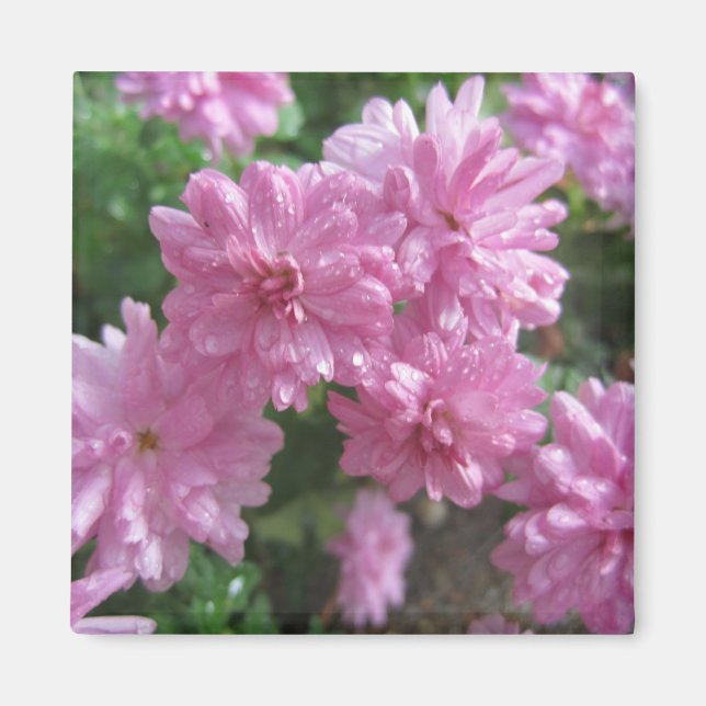 Pink Chrysanthemums Magnet (Front)