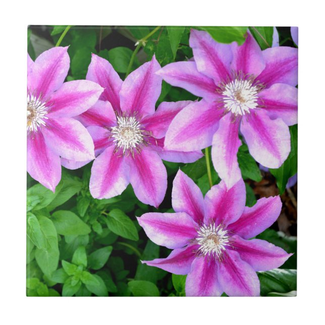 Pink Clematis  and wild Oregano Ceramic Tile (Front)