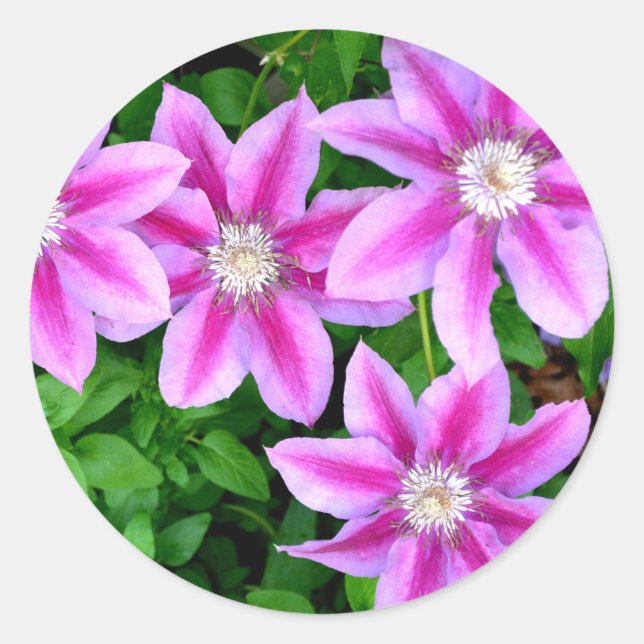 Pink Clematis  and wild Oregano Classic Round Sticker (Front)