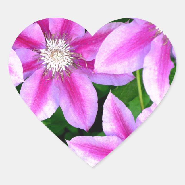 Pink Clematis  and wild Oregano Heart Sticker (Front)