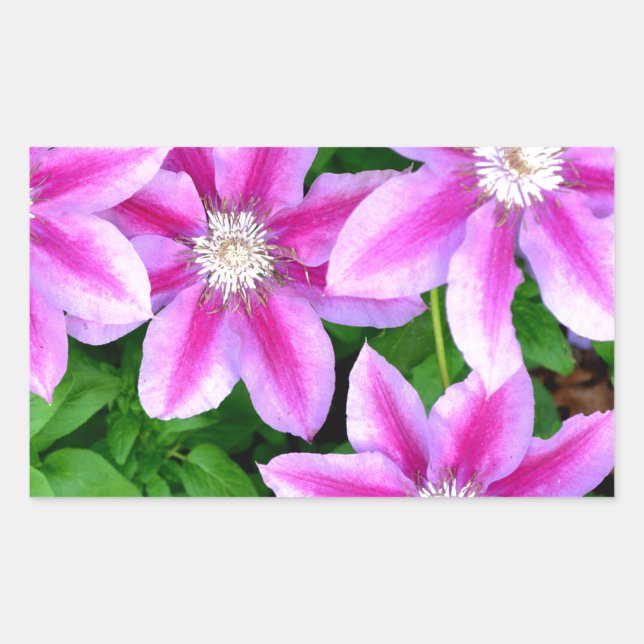 Pink Clematis  and wild Oregano Rectangular Sticker (Front)