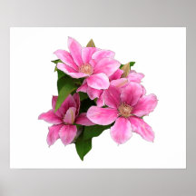 Pink clematis flower illustration white
