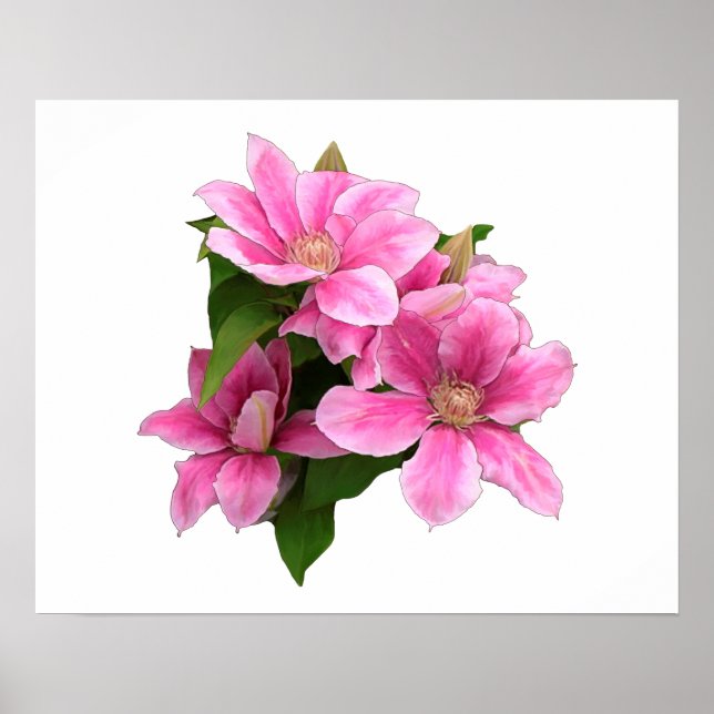 Pink clematis flower illustration white poster (Front)