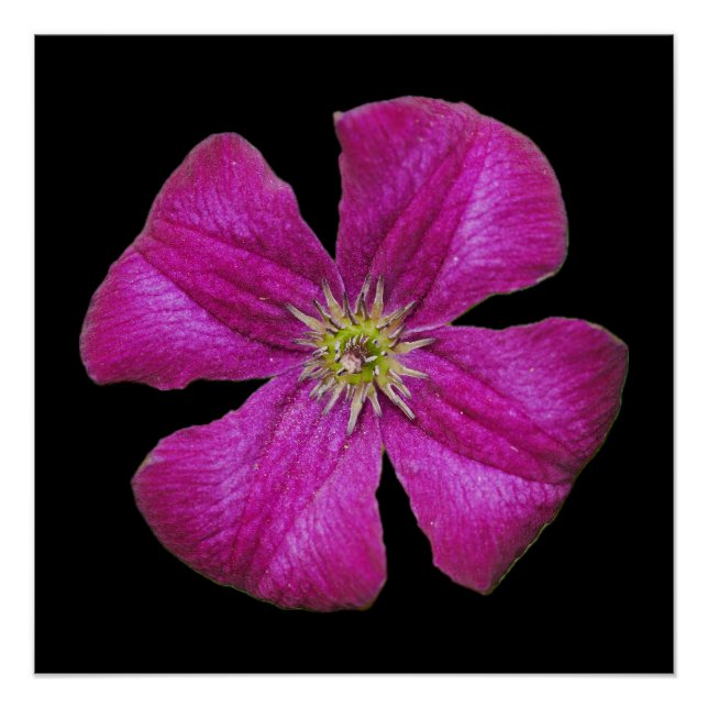 Pink Clematis Poster (Front)