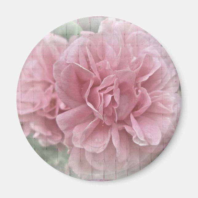 Pink Climbing Rose Blossoms Magnet (Front)