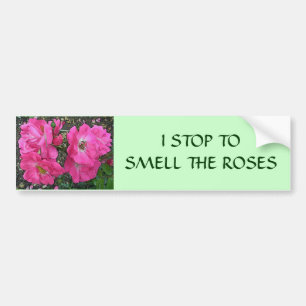 Pink Climbing Rose Bumper Sticker