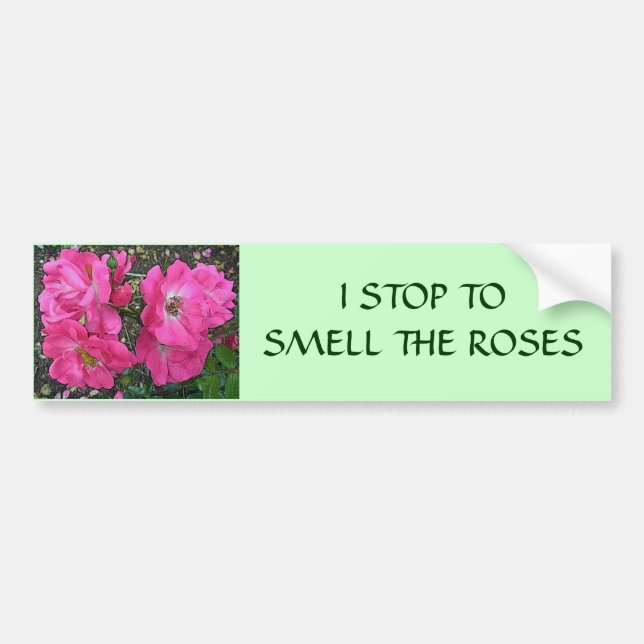 Pink Climbing Rose Bumper Sticker (Front)