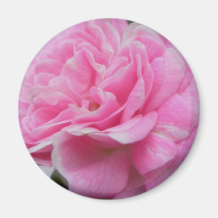 Pink Climbing Rose Magnet