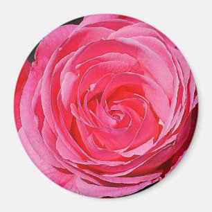 Pink Climbing Rose Magnet