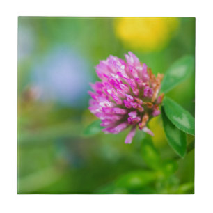 Pink clover flower ceramic tile
