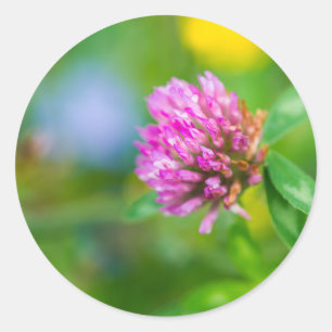 Pink clover flower classic round sticker