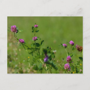 Pink clover on green meadow. postcard